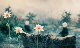 a group of wildflowers in a rock garden