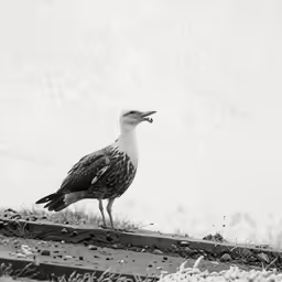 black and white image of a bird on the ground