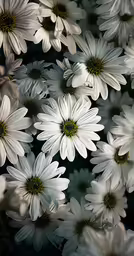 a group of white daisy flowers with green centers