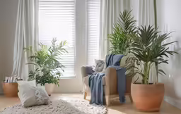 the living room with several different plants and a fluffy rug