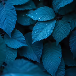 closeup of green leaves with water droplets