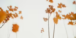 two tall brown flowers near one another and sky