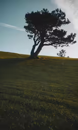 a lone tree on a hill during a nice day