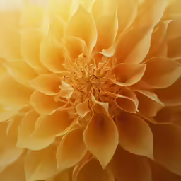 a large yellow flower with many petals