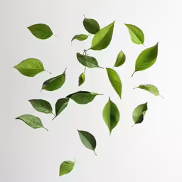 leaves in the air being pressed into a shadow