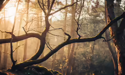 a tree that has fallen on it near some trees