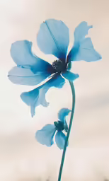 a single blue flower standing upright in the air