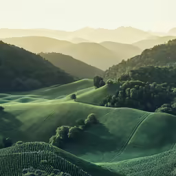 hills and meadows are shown in the sunlight