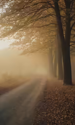 a tree lined dirt road with fog in the air