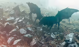 a group of wild horses roaming around rocks in the field