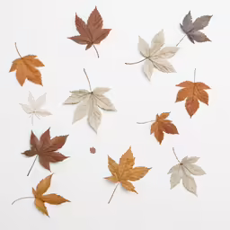 many leaves of different color are arranged into square shapes