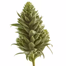 a large plant is set on the ground