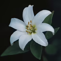 a white flower that is growing next to some green leaves