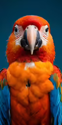 an orange parrot with blue wings is facing forward
