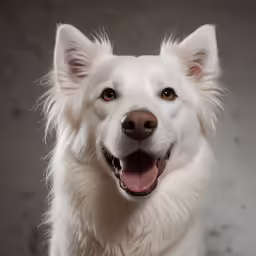 a large white dog smiling while sitting next to a person
