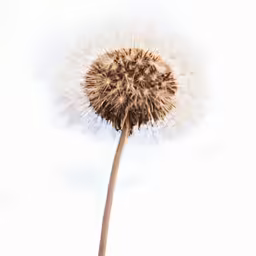 a dandelion blows in the wind