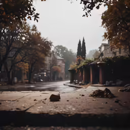 an empty, deserted street with fallen leaves and falling trees