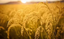 a field with a sunset in the background