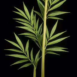 a tall plant with many small leaves on it