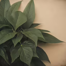 a plant with large green leaves against the side of a building