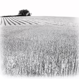 a black and white photo of a field with a tree