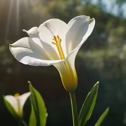 a white flower with green stems stands in the sun