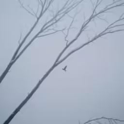 two bare tree branches on a cold day