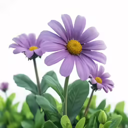 a purple daisy with leaves is in the middle of a green plant