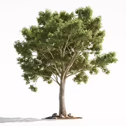 a large tree with roots and leaves growing on it
