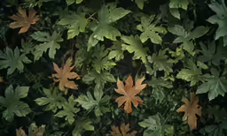 many leaves are falling from the top branches of trees
