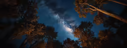 the sky is very dark and full of stars and trees