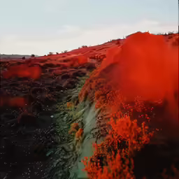a hillside covered with red and black vegetation