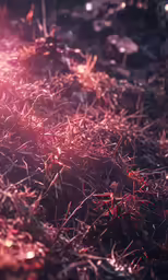 the light shines on the grass of some sort