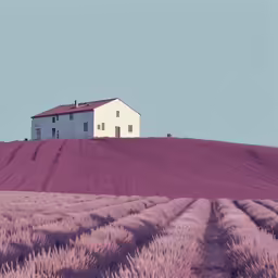 a house in the middle of a lavender field