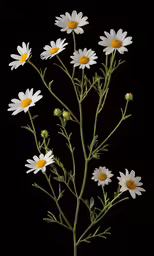 some white flowers on a black background