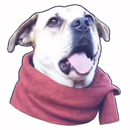 an image of a dog wearing a scarf