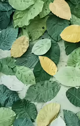 several green leaves are placed on the floor