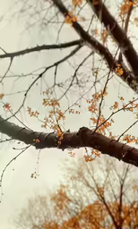 the tree branches are brown and leafy, against the gray sky