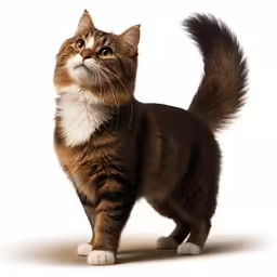 a cat that is standing up in the air