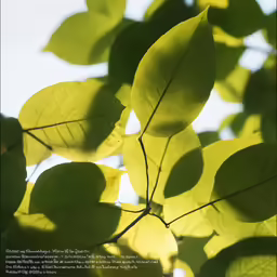 green leaves are shown as the sun shines in the background