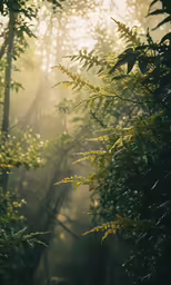 a very pretty looking forest with some green plants