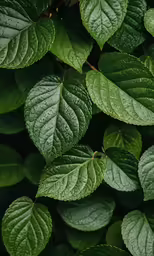 some green leaves with drops of dew on them
