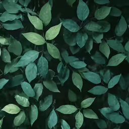 lots of green leaves on a tree in the night