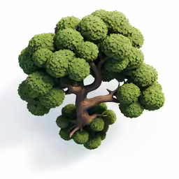 a tree with leaves has brown roots