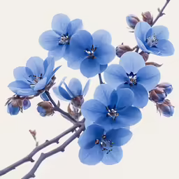 blue flowers with two buds on the center and one bud still in bloom
