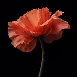a closeup of a single red poppy on black