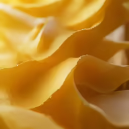 yellow rose petals are in the sunlight