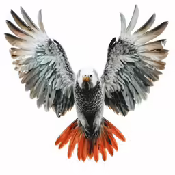 an exotic bird with its wing spread out