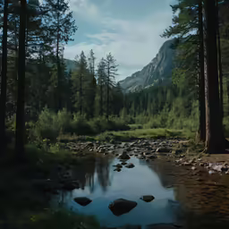 a stream surrounded by trees and rocks on the ground