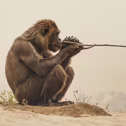 a monkey sitting on top of a sandy hill